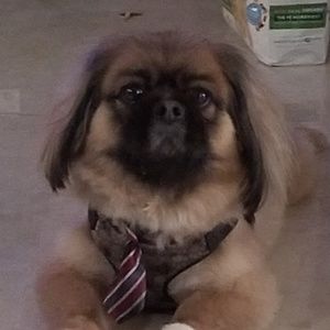 Meet your Posher, Shirley